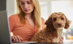 10 questions pour trouver la meilleure assurance pour animaux de compagnie
