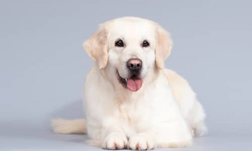 Devriez-vous prendre une assurance pour votre animal ?